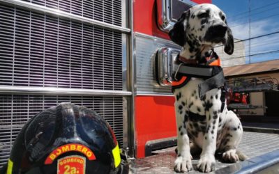 Los dálmatas que robaron miradas en actos por el 60 aniversario de bomberos de Xela