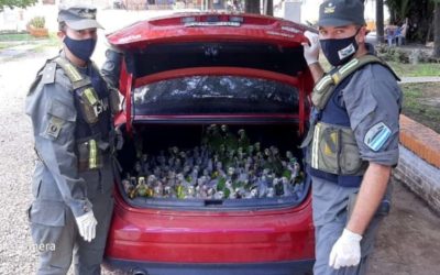Capturan a 2 hombres que transportaban 216 loros en el baúl de vehículo