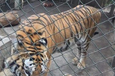 Continuarán construcción de recinto para tigres «Luna» y «Altense»