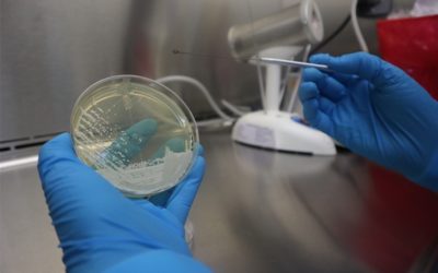 Ministerio de Salud alerta por hallazgo de nuevo hongo en Guatemala