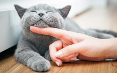 ¿Qué origina el Día Internacional del Gato?