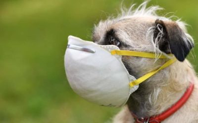 Seúl aplica la distancia entre mascotas para evitar contagios de COVID-19