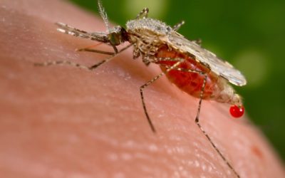 La OMS declara a El Salvador como el primer país de Centroamérica libre de malaria