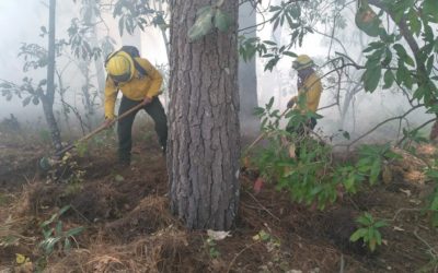 5 mil hectáreas han sido afectadas por incendios forestales en el occidente de Guatemala