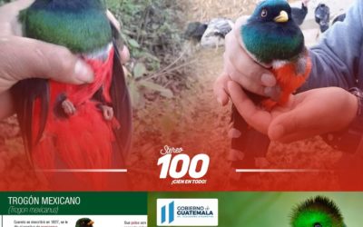 Confunden en Sibilia a trogón mexicano con un quetzal