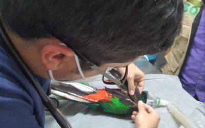 Quetzal hallado en Mazatenango está en estado delicado