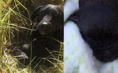 Cachorros sobreviven gracias al apoyo de vecinos y el férreo cuidado de su madre