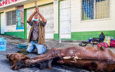 De rodillas, vendedor llora la muerte de su caballo; era su compañero y su familia