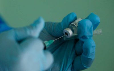 En Estados Unidos ya vacunaron contra el Covid-19 a los simios de un zoológico