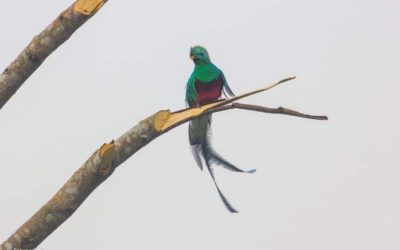 Parque ecológico en Sololá se vuelve el hogar del quetzal