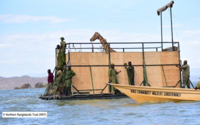 Rescatan 9 jirafas de una isla a punto de hundirse
