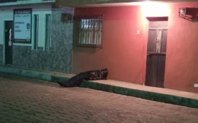 Inacif identifica cadáver localizado en la zona 1 de Xela