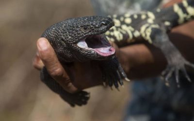 Lagarto venenoso en peligro crítico de extinción en Guatemala