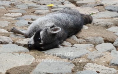 En Panajachel, vecino le salva la vida a mapache que habría sido atropellado