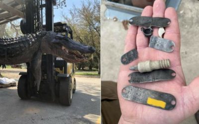 Encuentran placas de perros desaparecidos hace 20 años dentro del estómago de caimán