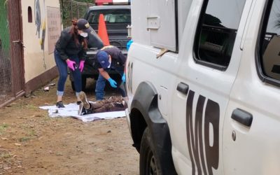 Asesinan a dos hombres en Colomba
