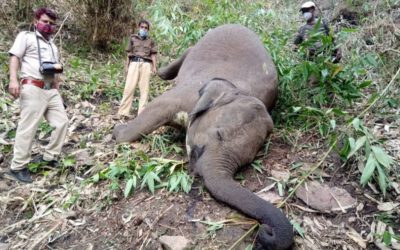 Rayo mata a 18 elefantes durante una tormenta en India