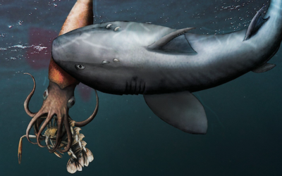 Fósil de tiburón devorando un calamar mientras comía un crustáceo, lo que ocurrió hace unos 180 millones de años
