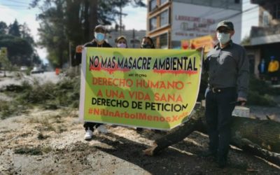 Un grupo de profesionales manifiesta por corte de árboles en Xela