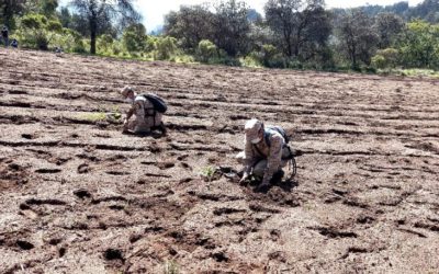 Plantan árboles en la aldea Santa Rita
