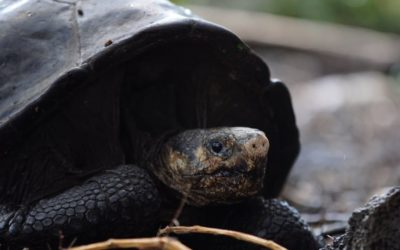 En Islas Galápagos, hallan especie de tortuga gigante que se creyó extinguida por un siglo