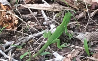 Personal de Conap libera a 29 iguanas verdes