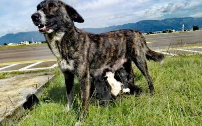 «Seneca», una peyota (cruce de coyote con perro) que es «nahual» del aeropuerto de Xela, según refieren en el lugar