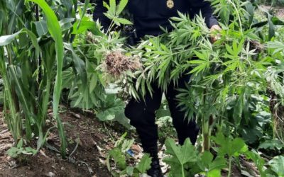 Erradican plantación de marihuana, ¿En cuánto está valorada la droga?