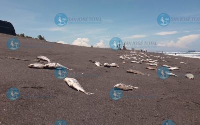 Asombra gran cantidad de peces muertos en la orilla de playa en Escuintla