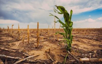 La Nasa registra la mayor sequía en Brasil desde hace casi un siglo