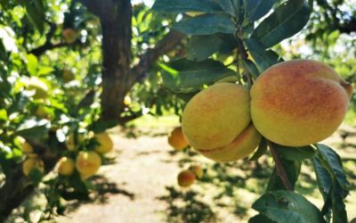 ¿Cuándo será el III Festival del Melocotón en Salcajá?