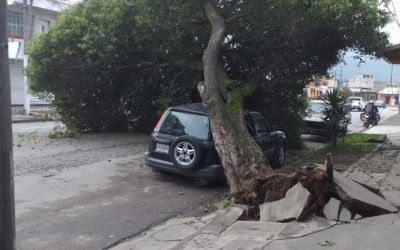 Árbol cae sobre un vehículo en la zona 3 de Xela, el tránsito y el servicio eléctrico se ven afectados