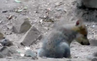 Cachorro de lobo mexicano nacido en Chapultepec ‘presume’ sus primeros aullidos