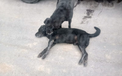 Vecina reporta que personas se organizaron para matar a perritos en Quetzaltenango