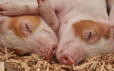 La ciencia revela por qué nos da el mal del puerco y cómo evitarlo