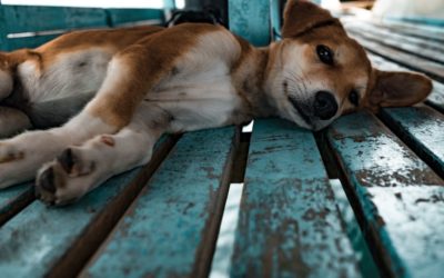 Perrito sobrevive a atropello de vehículo en Pacajá. Se encuentra grave, piden ayuda