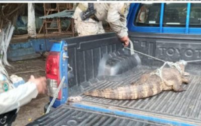 Caimán, pavos reales, mono araña, guacamaya y 11 tortugas, son rescatados de restaurante en el Puerto de San José