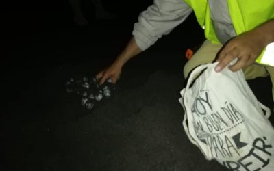Playas en Santa Rosa son cerradas por la época de anidación de tortugas marinas