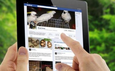 Guatemala: Hombre capturado por ofrecer en Facebook, animales en peligro de extinción