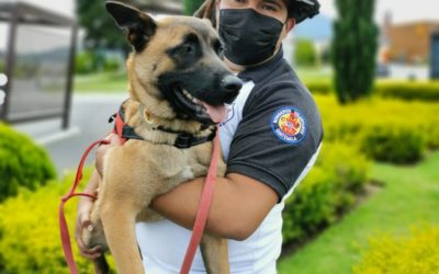 Adiestran a «África» para pertenecer a Patrulla de Rescate