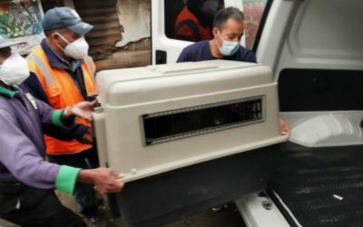 Piden apoyo para sufragar gastos veterinarios para perros rescatados