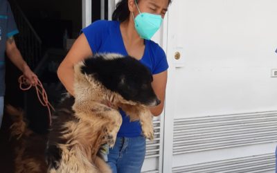 Rescate de perros: Una labor altruista pero que recibe muy poco apoyo