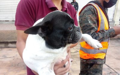 Así marcha la vacunación canina antirrábica en la ciudad de Quetzaltenango