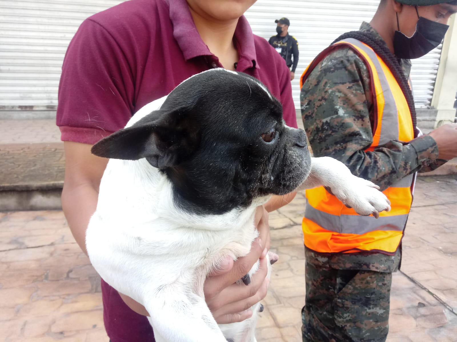 Así marcha la vacunación canina antirrábica en la ciudad de Quetzaltenango