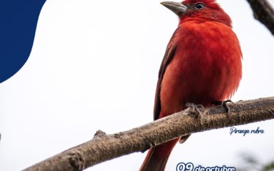Hoy es el Día Mundial de las Aves Migratorias