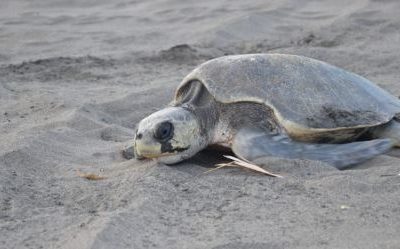 Presentan ante un juez a presunto responsable de matar a tortuga