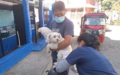 Inicia vacunación de perros y gatos en Totonicapán