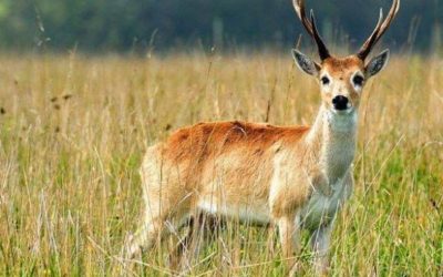 Localizan a venado en la zona 1 de Totonicapán