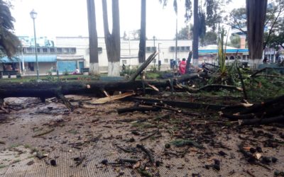 Árbol apolillado cae cerca de la fuente del parque Benito Juárez de Xela