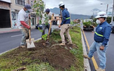 Quetzaltenango retoma rearborización de calles, con dos clases de árboles